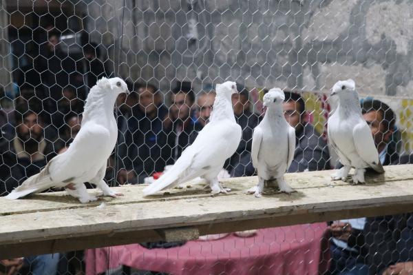 10 liradan 15 bin liraya  kadar güvercin satılıyor