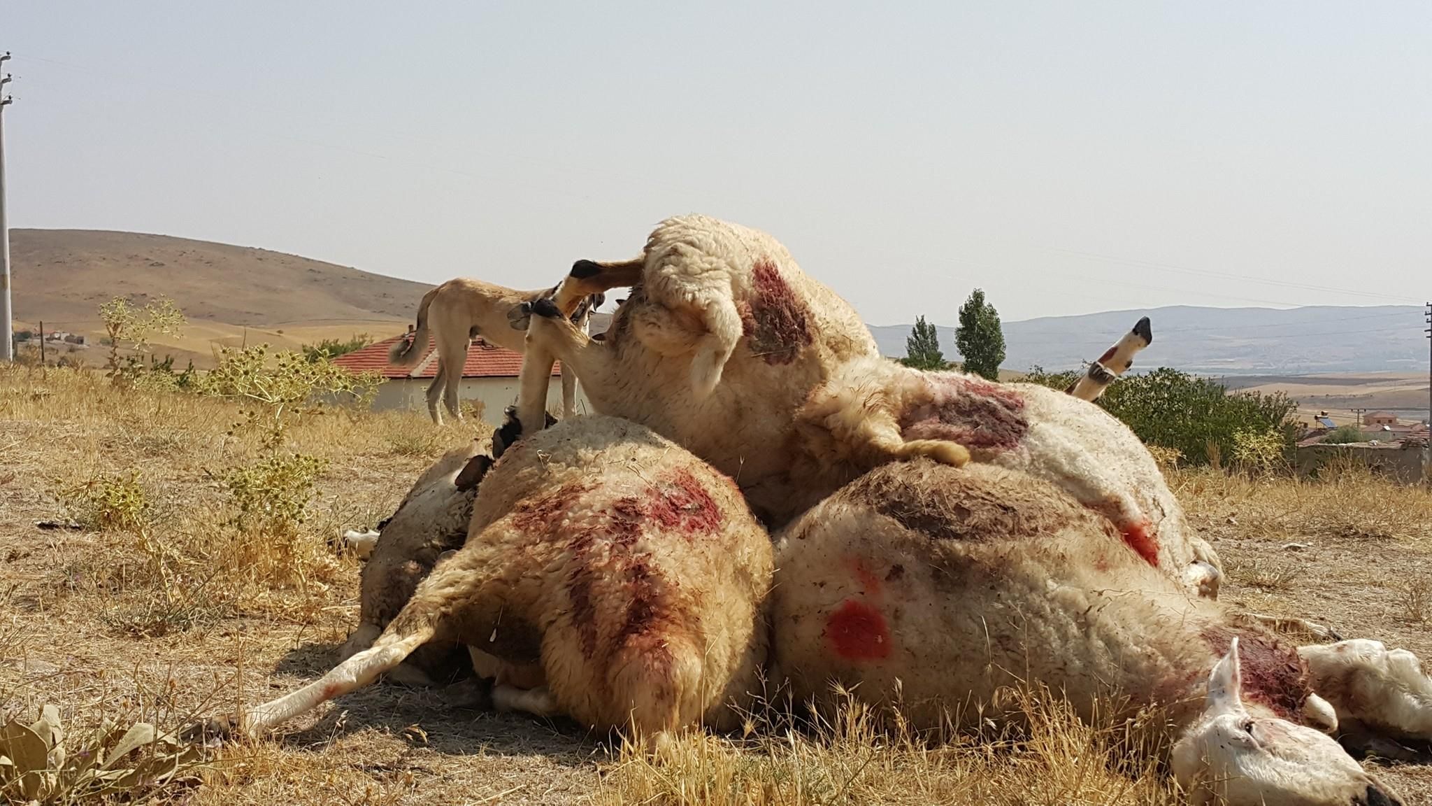 Ortaköy’de kurtlar koyun sürüsüne saldırdı 40 koyun telef oldu