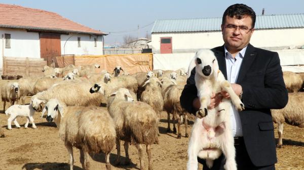 300 koyunla  köye davet