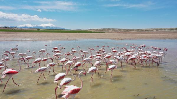 Flamingolar Mamasın Barajı’nda mola verdi