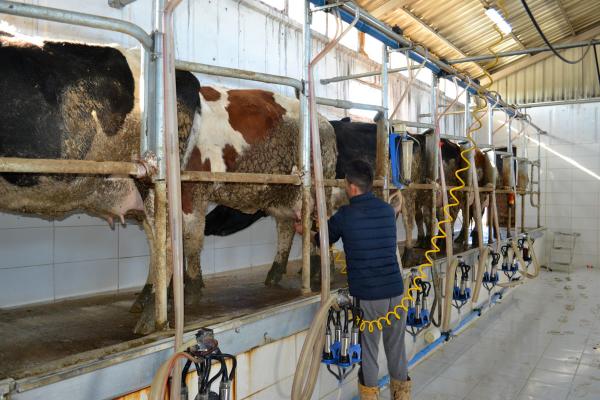 Süt fiyatlarının artması üreticileri sevindirdi