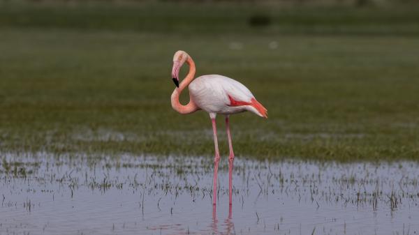 Tuz Gölü’nün misafirleri  flamingolar erken geldi
