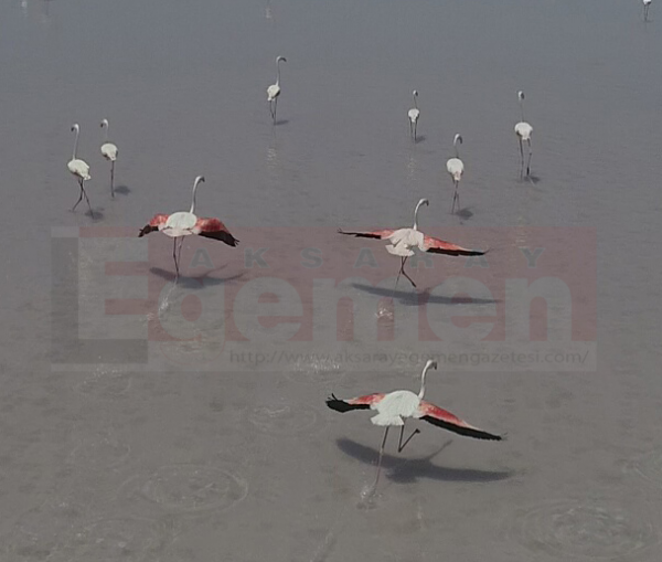 Flamingoların Afrika göçü başladı