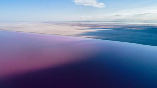 Flamingolar rengini Tuz Gölü’nden alıyor