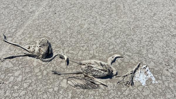 Flamingo cenneti Tuz Gölü’nde flamingo ölümleri