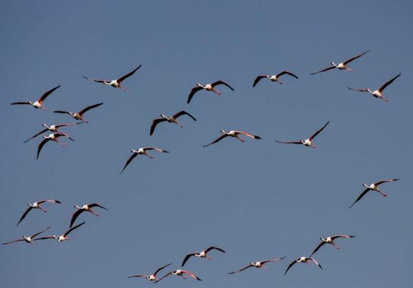 Flamingolar Sarıyahşi  ilçesinde mola verdi