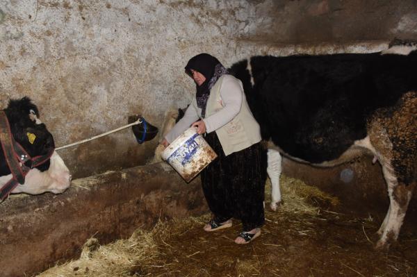 Hibe desteğiyle aldığı inekler  sayesinde ailesini geçindiriyor