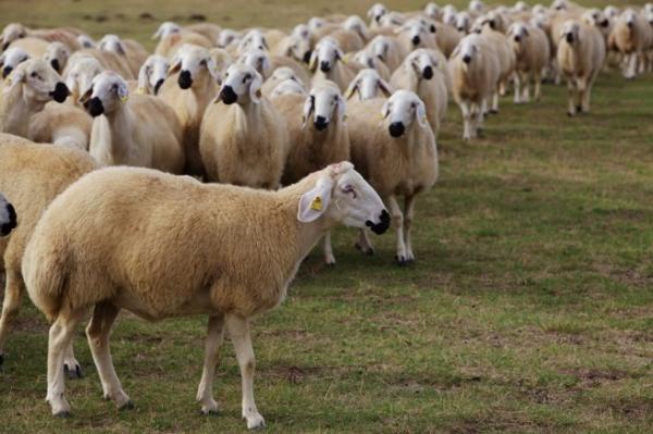 Anaç koyun keçi  destekleme  başvuruları başladı