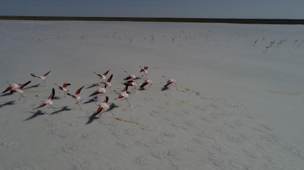 Tuz Gölü 21 bin flamingoya ev sahipliği yapıyor