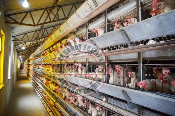 Yumurta üreticileri tavuk kapasitesini düşürüyor