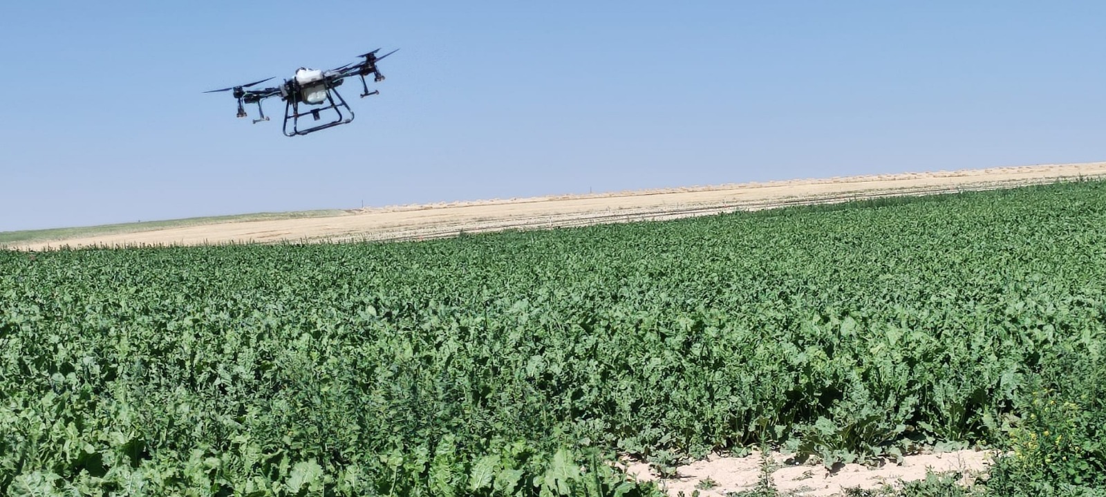Eskil’de tarlalar drone ile ilaçlanıyor