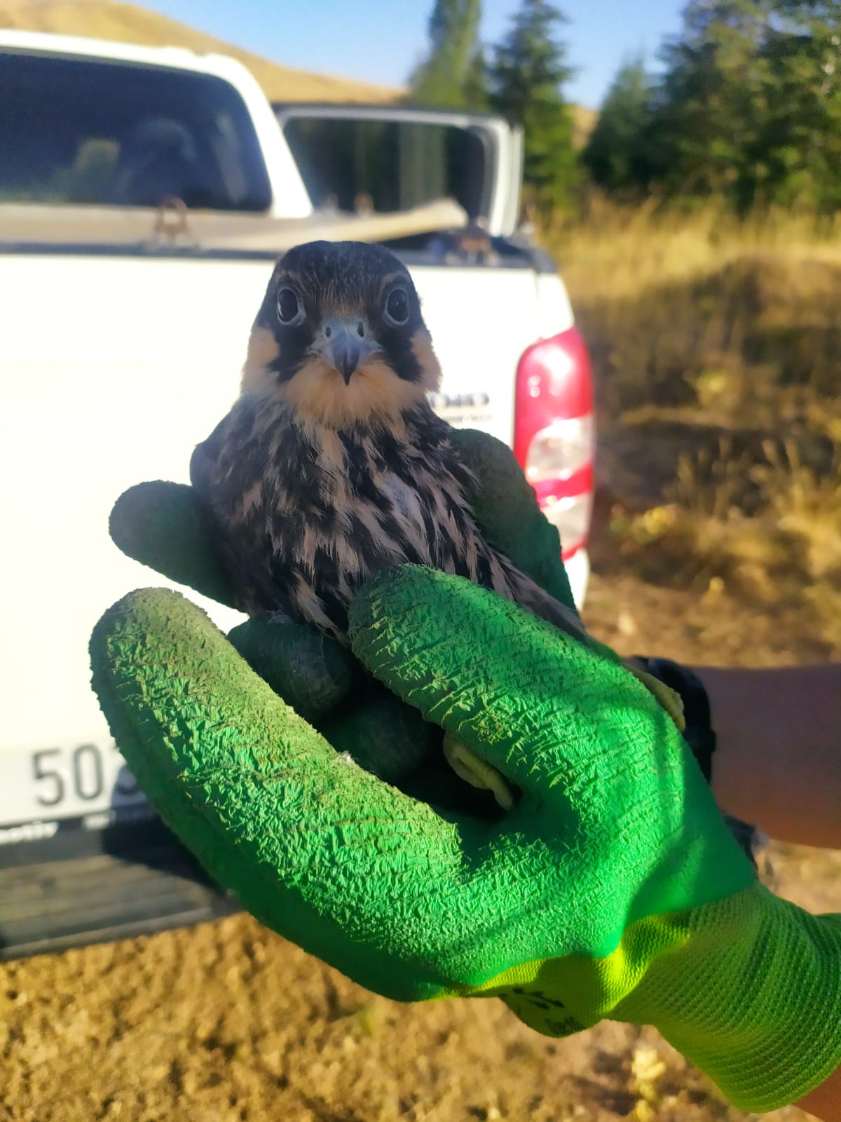 Jandarmanın bulduğu delice kuşu tedavi altına alındı