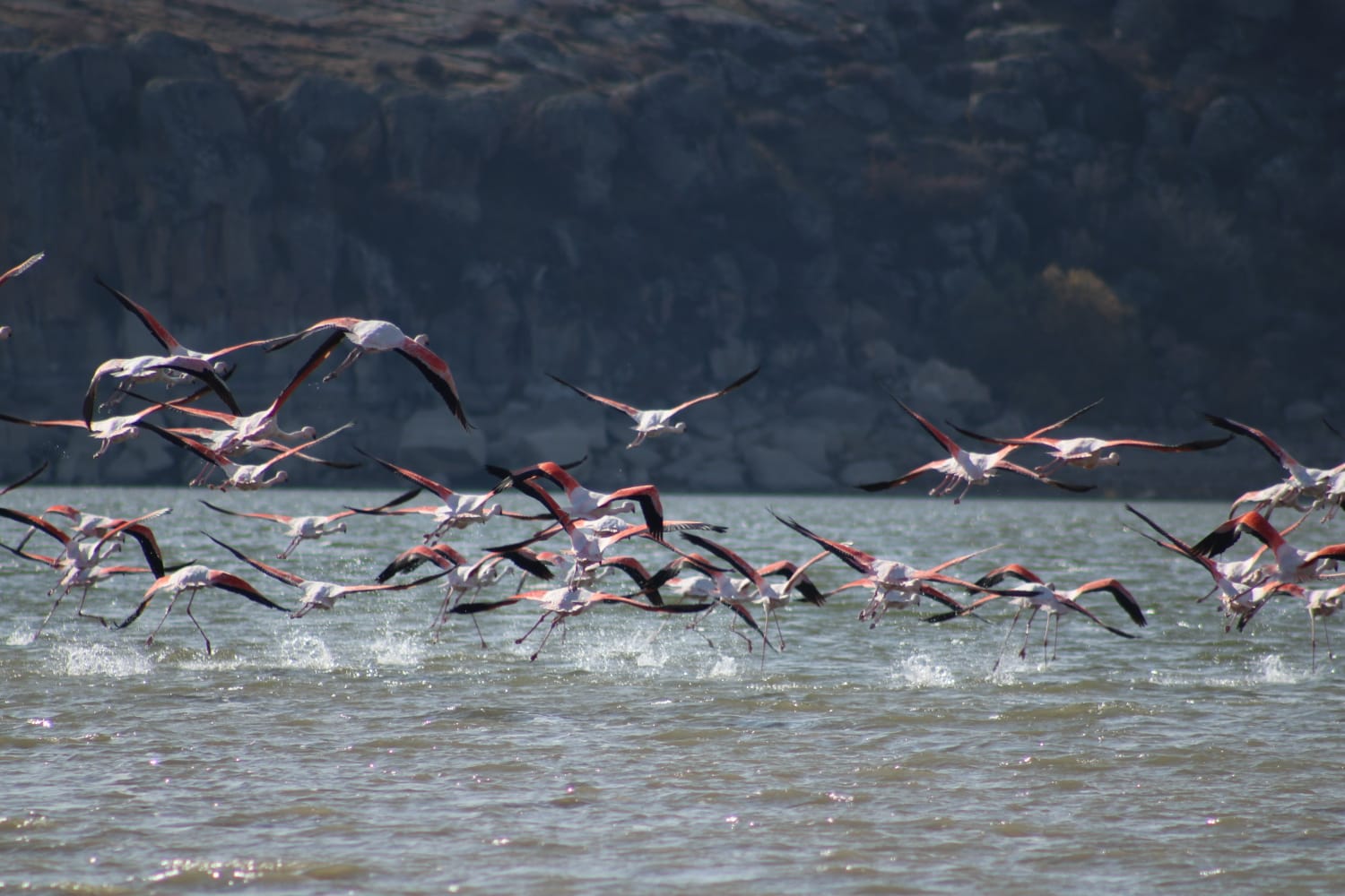 Flamingolar yeni rotası Mamasın Barajı oldu
