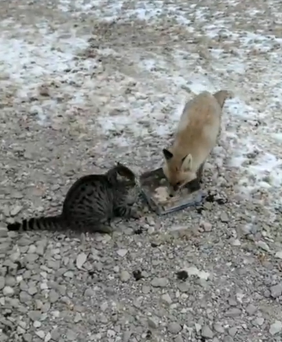Bekçi tilkiyle kediyi birlikte besledi