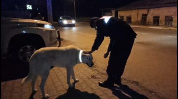 Sokak hayvanlarına özel tasma