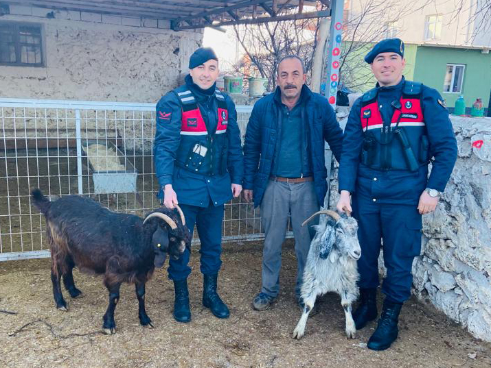 Aksaray’dan çalınan keçiler  Ankara’da bulundu