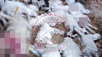 Koyunlara kurt saldırdı 45 küçükbaş hayvan telef oldu