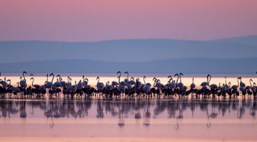 Yavru flamingolar Tuz Gölü’nü şenlendirdi