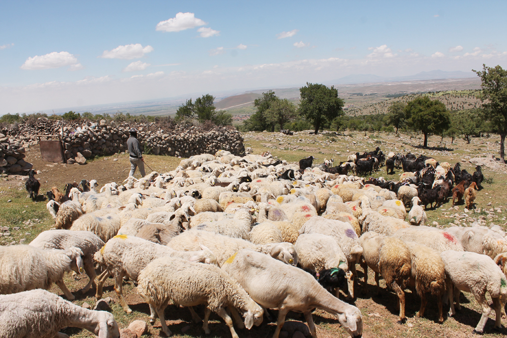 Anaç koyun keçi destek süreci başladı