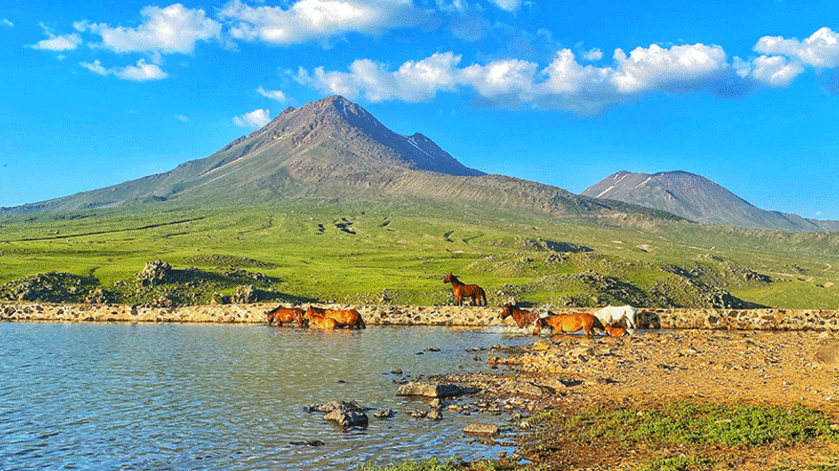 Yılkı atlar Hasan Dağı’na renk katıyor
