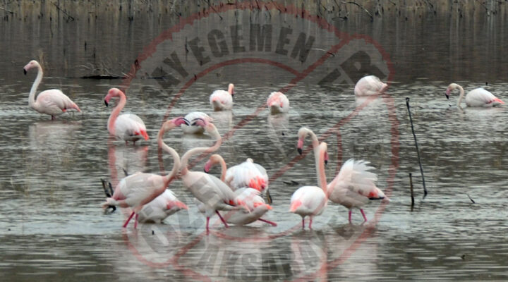 Anadolu’da baharın müjdecisi: flamingolar