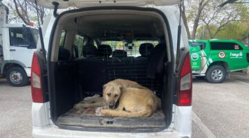 Aksaray’da köpek dövüştüren 14 kişiye 93 bin lira ceza